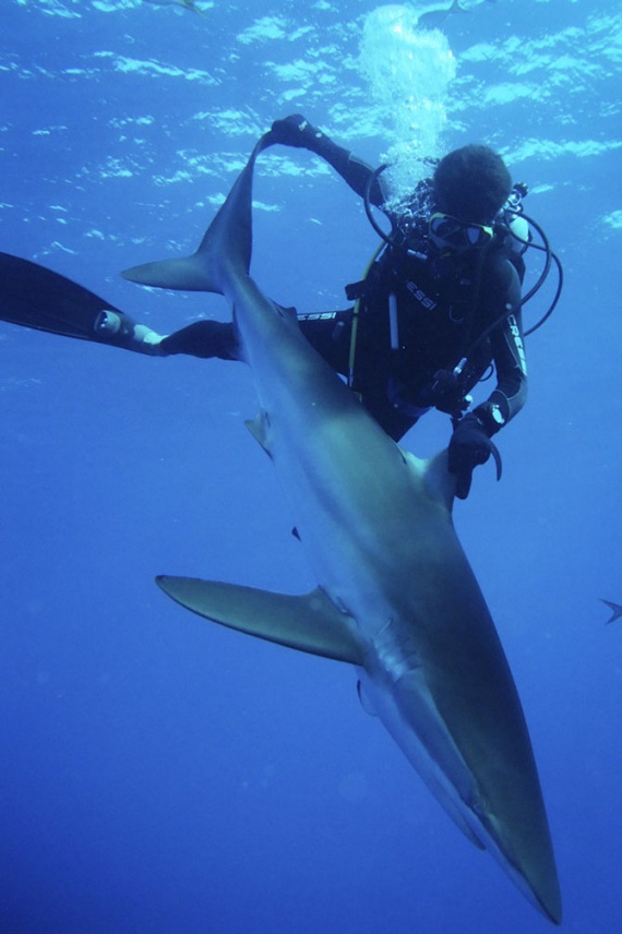 Интересное: Поймать акулу за хвост