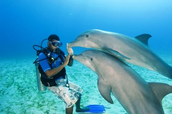 Интересное: Дельфины