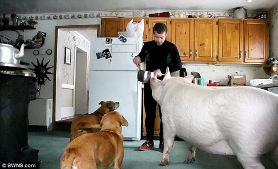 Животные: Домашняя свинья