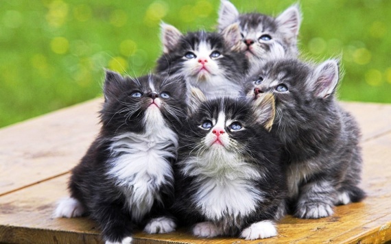 Животные: Мифы о кошках