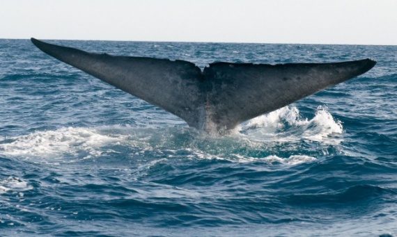 Животные: Синий кит