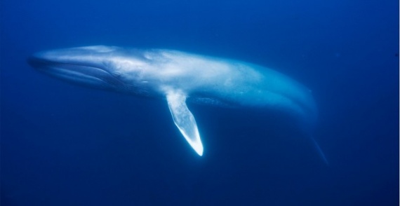 Животные: Синий кит
