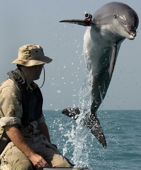 Животные: Дельфины