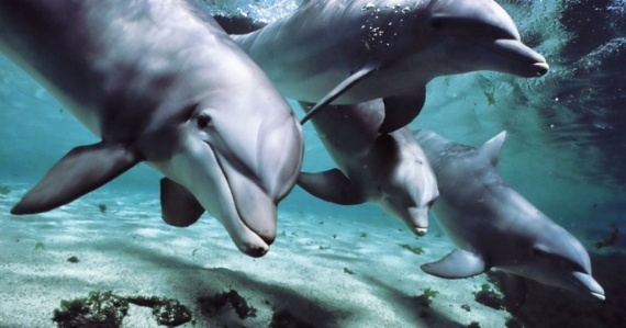 Животные: Дельфины