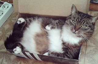 Животные: Кошки и коробки