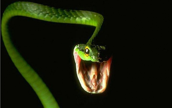 Животные: Мифы о змеях