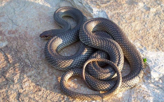 Животные: Мифы о змеях
