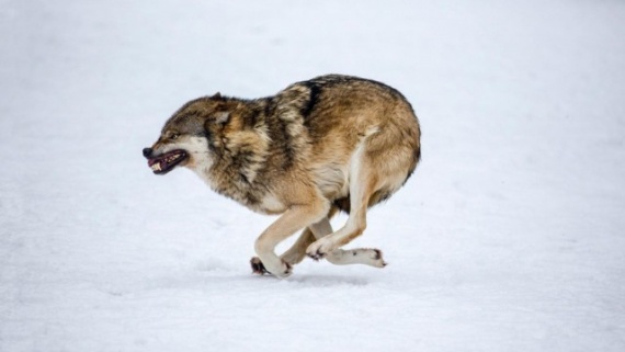 Животные: Факты о волках