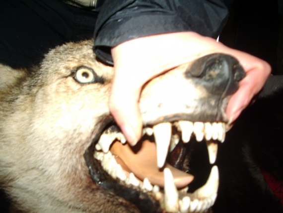 Животные: Факты о волках