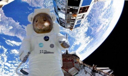Интересное: Мышь-космонавт