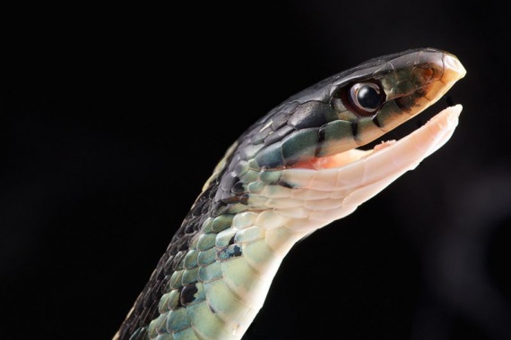 Животные: Самые красивые змеи