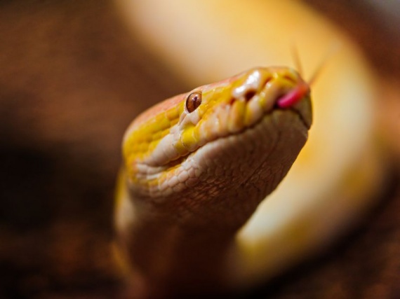 Животные: Самые красивые змеи