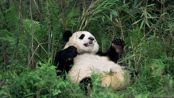 Животные: Милые панды?