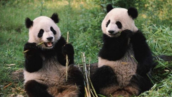 Животные: Милые панды?