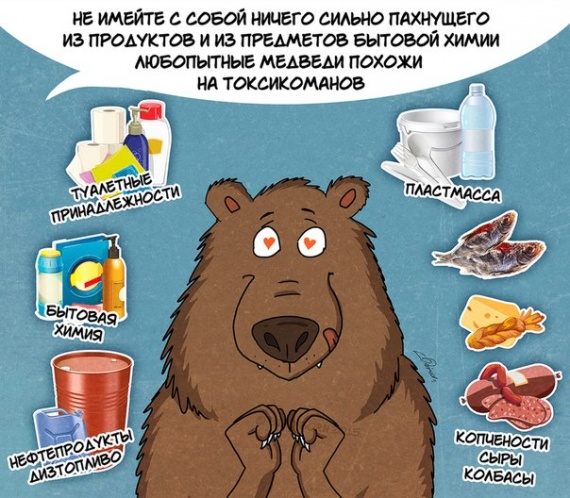 Животные: Факты о медведях