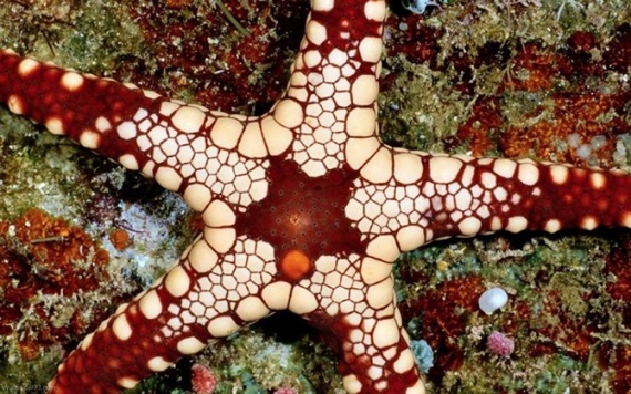 Животные: Морская звезда