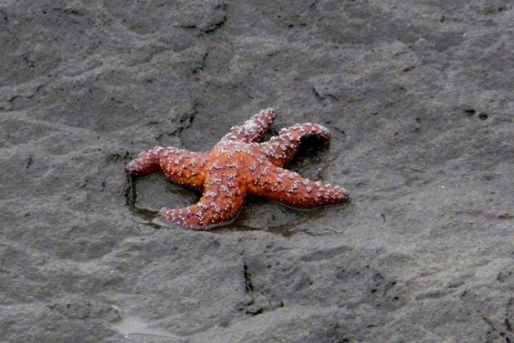 Животные: Морская звезда