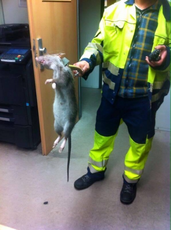 Животные: Крыса-убийца