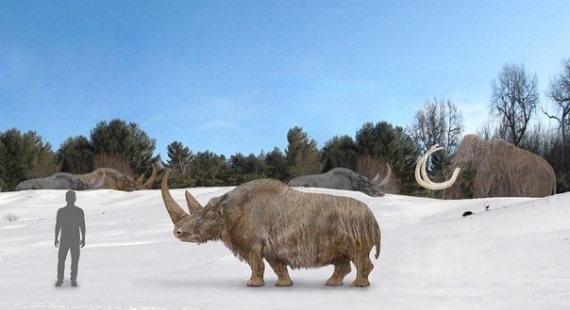 История: Российские носороги