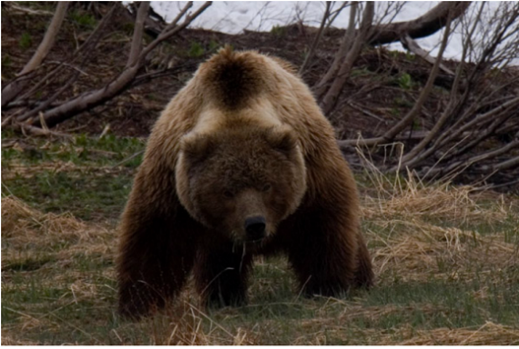 Животные: Как спит медведь