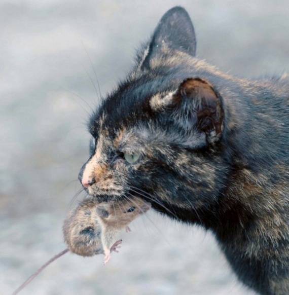 Животные: Кошки-мышки