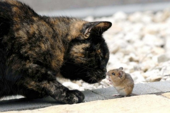 Животные: Кошки-мышки