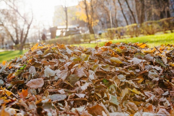 Общество: Зачем убирают листву