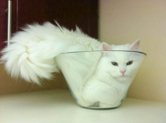 Животные: Жидкие коты