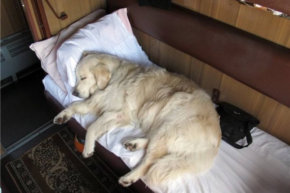 Новости: Картина корзина картонка и маленькая собачонка