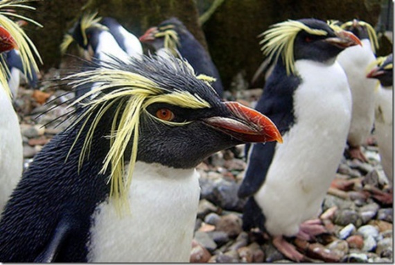 Интересное: Можно ли есть пингвинов?