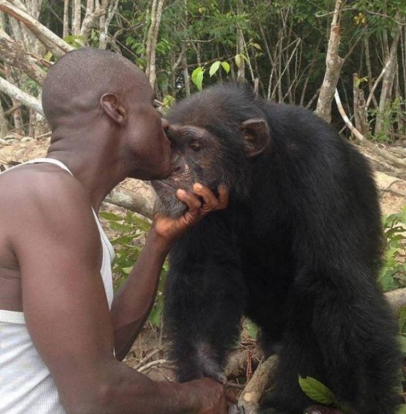 Животные: Выживший: история шимпанзе Понсо