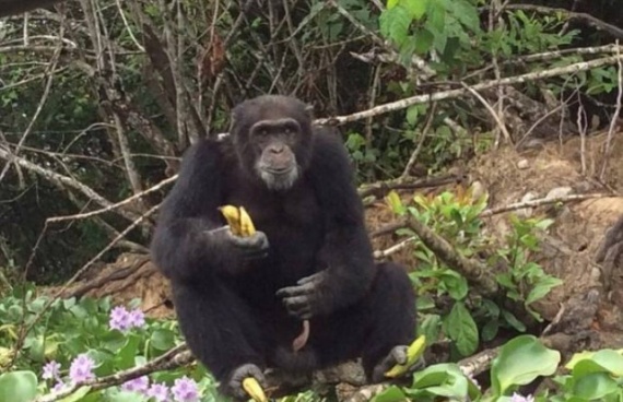 Животные: Выживший: история шимпанзе Понсо