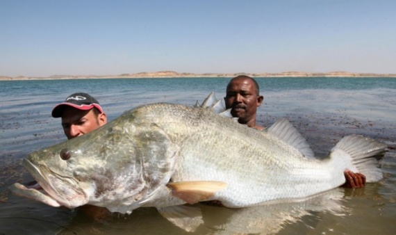 Животные: Самые большие пресноводные рыбы
