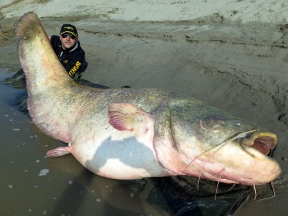 Животные: Самые большие пресноводные рыбы