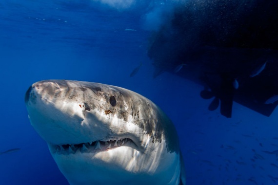 Животные: Большая белая акула