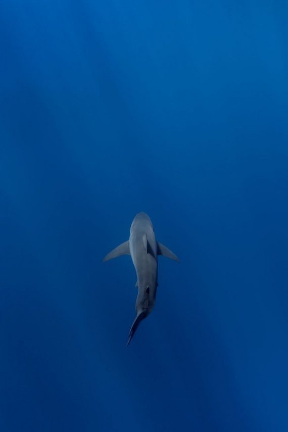 Животные: Большая белая акула