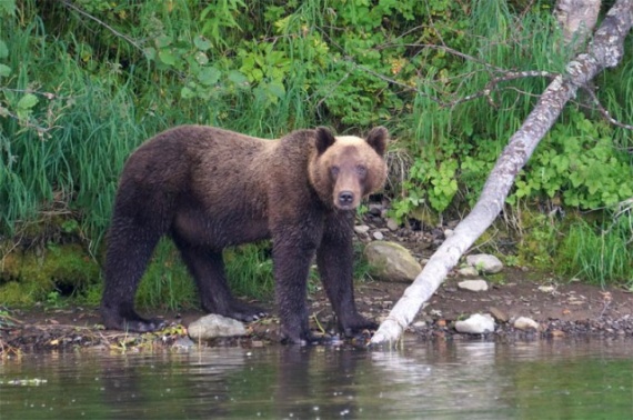 Интересное: Как предохраняются от медведей на камчатской рыбалке