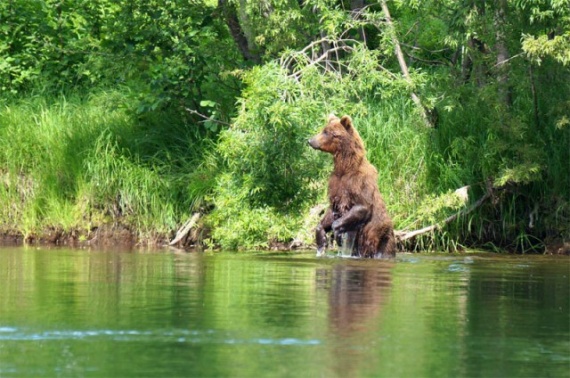 Интересное: Как предохраняются от медведей на камчатской рыбалке
