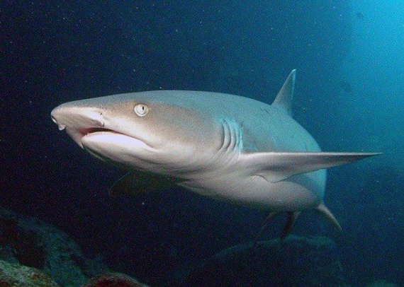 Животные: Интересные факты о акулах