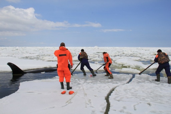 Животные: В Охотском море застряли четыре косатки