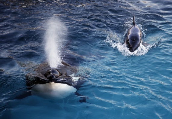 Животные: В Охотском море застряли четыре косатки