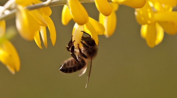 Интересное: Факты о пчелах