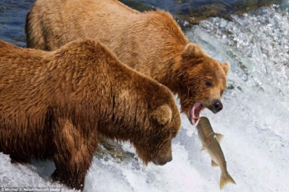 Животные: Медведи ловят лосося
