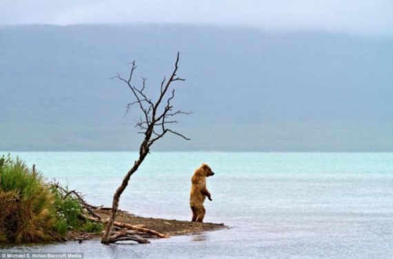 Животные: Медведи ловят лосося