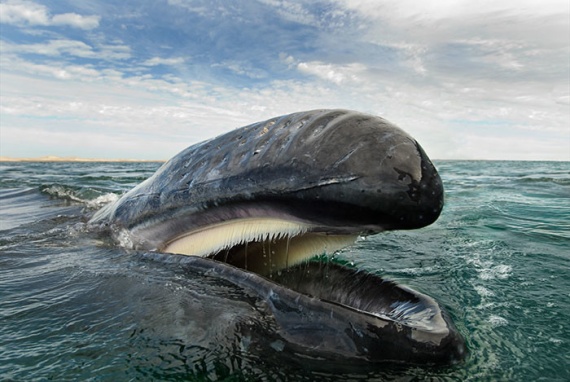 Животные: Мир китов