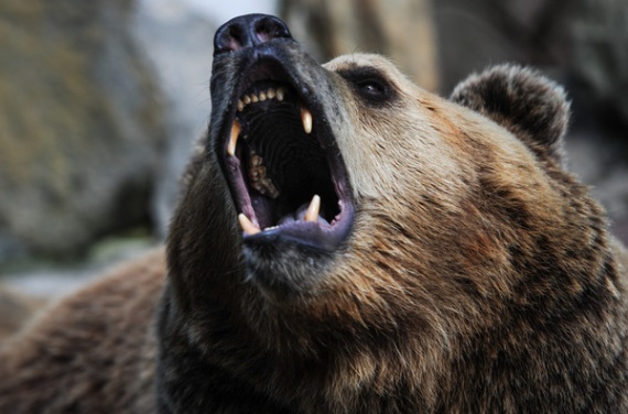 Проишествия: Боксер отбился от медведицы