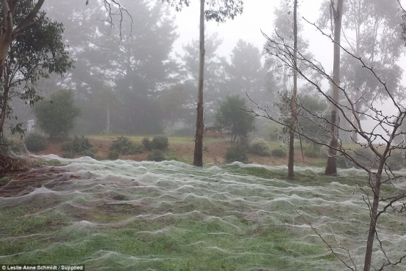 Интересное: Пауки захватили парк в Австралии