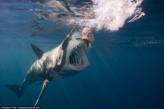 Животные: Самая большая белая акула в мире