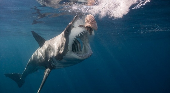 Животные: Самая большая белая акула в мире