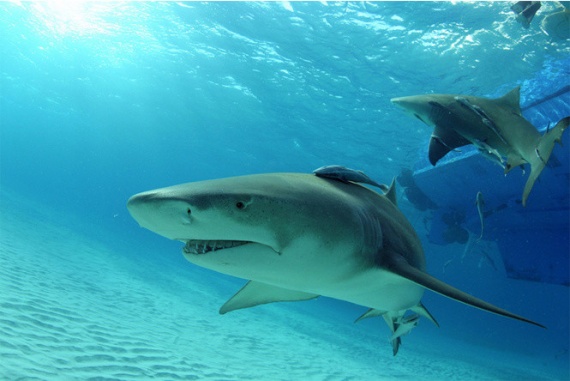 Интересное: Как размножаются акулы